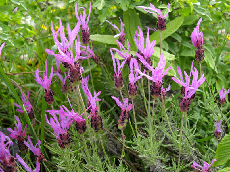 Lavandula stoechas photo